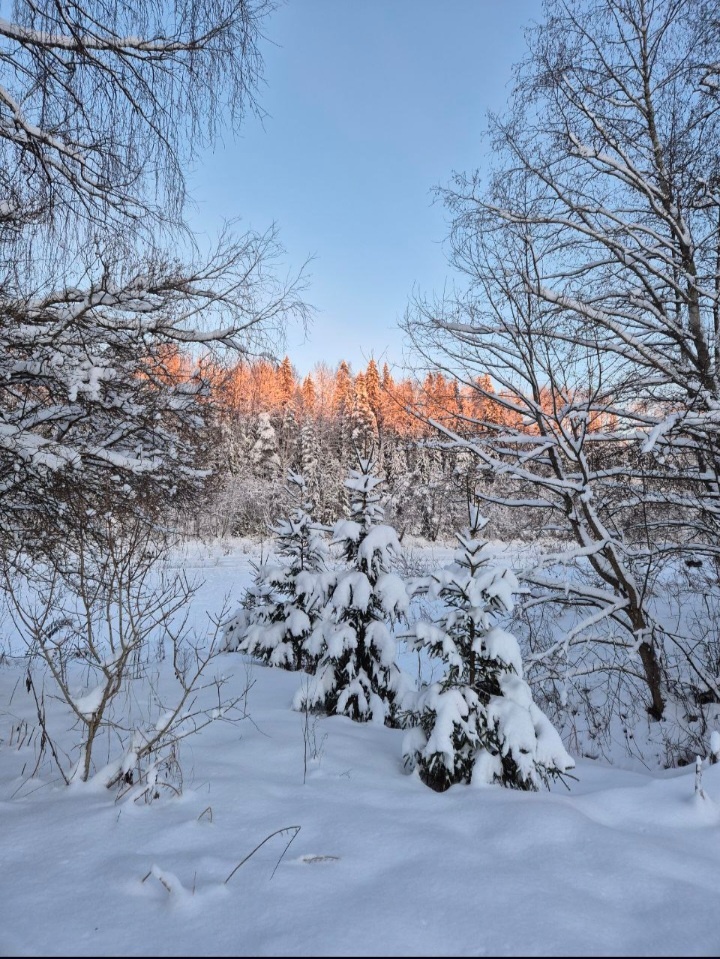 Это атмосферный вид с нашего участка. Река уже встала. Закат.