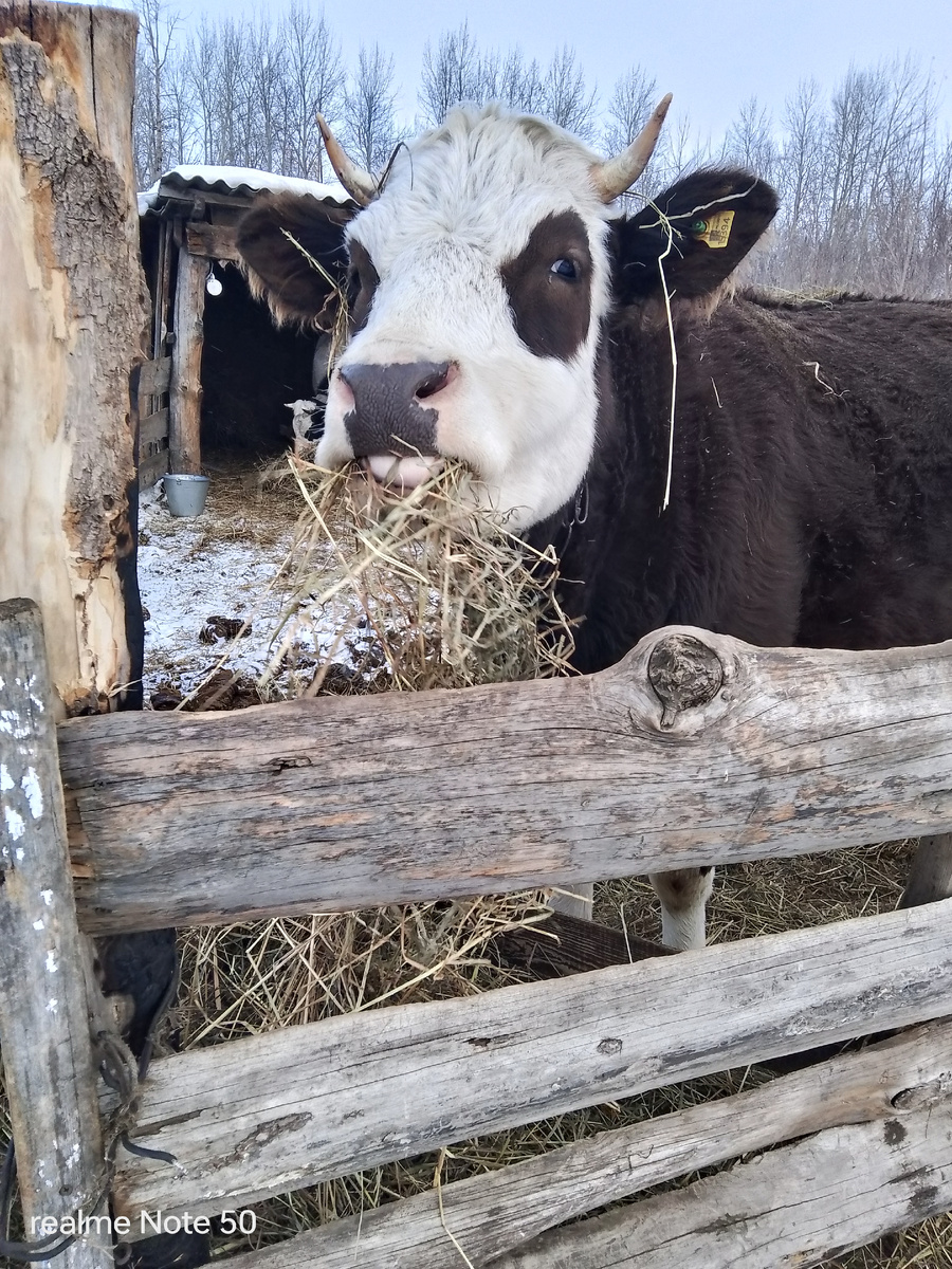 Милая Мила, сено жуёт 