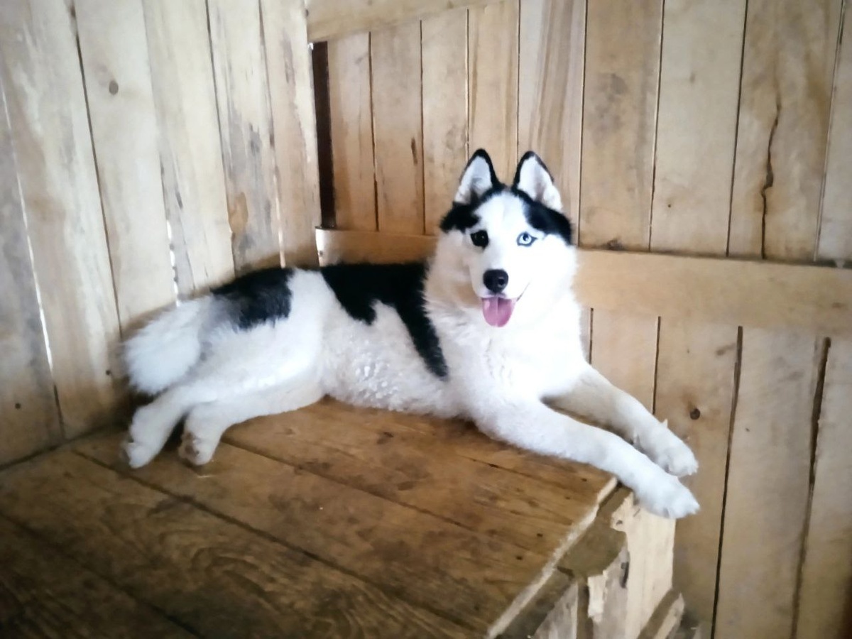 Арчи в нашем приюте