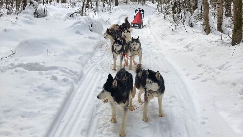 Итоги 2025 года. Сколько же собак переехало из приюта домой