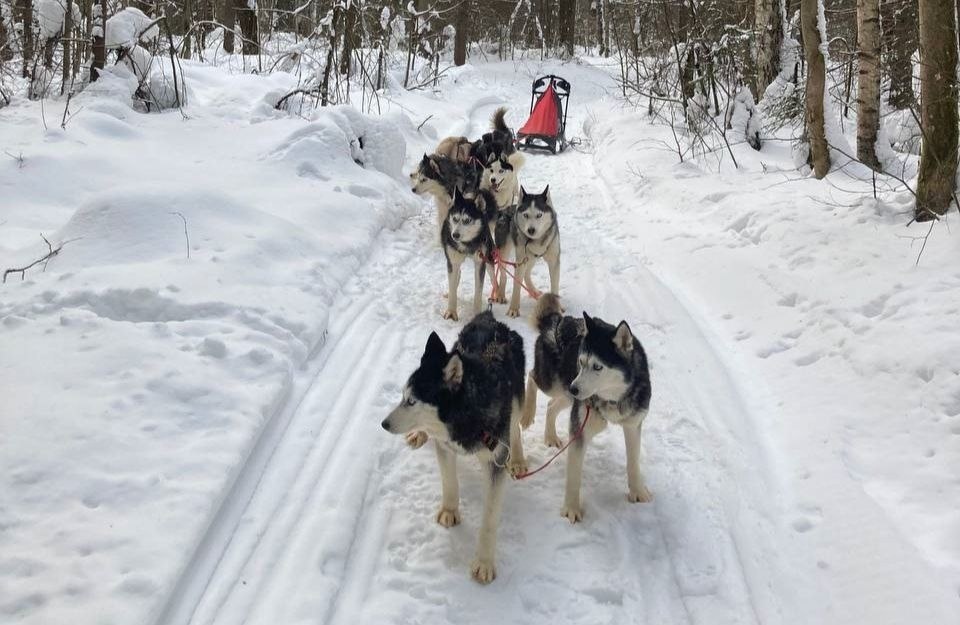 Счастливая Шишка. Сибирские хаски - ездовые собаки. Это их предназначение