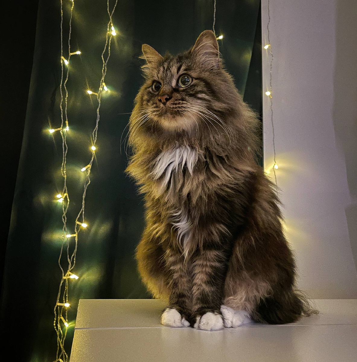 Стал более тактильным, настойчивым, приставучим, начал интересоваться нашими тарелками, мы немного беспокоимся, не признак ли это какой-то болезни, но вроде бы он ни на что не жалуется