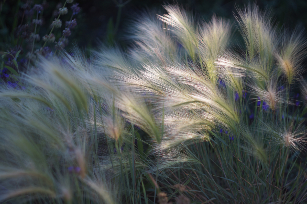 1. Ячмень гривастый