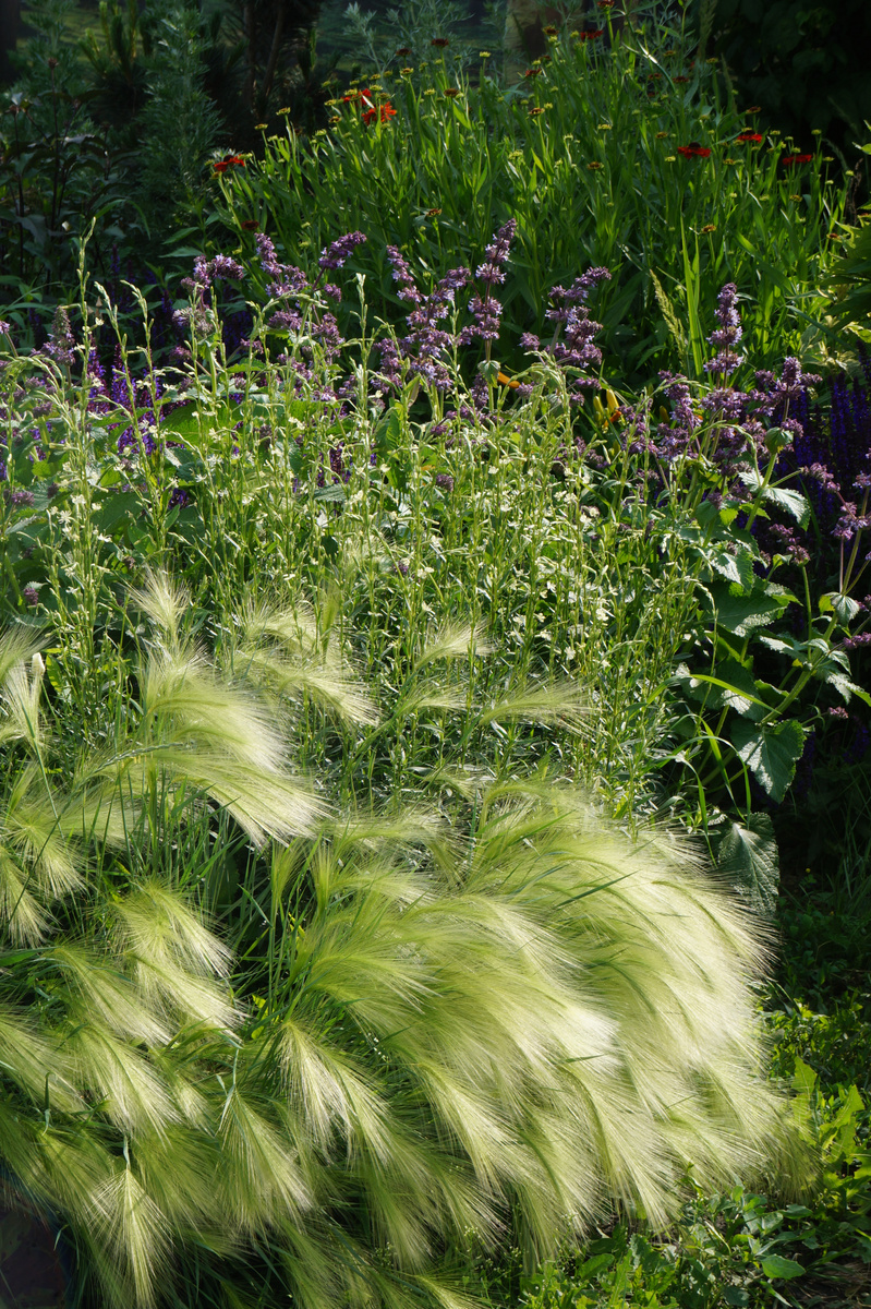 2. Ячмень гривастый