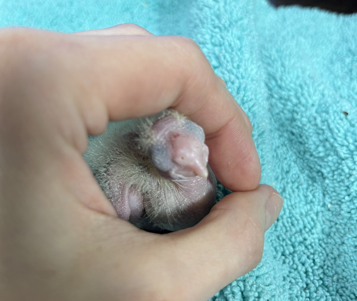 Хохолок уже щипнул. :(