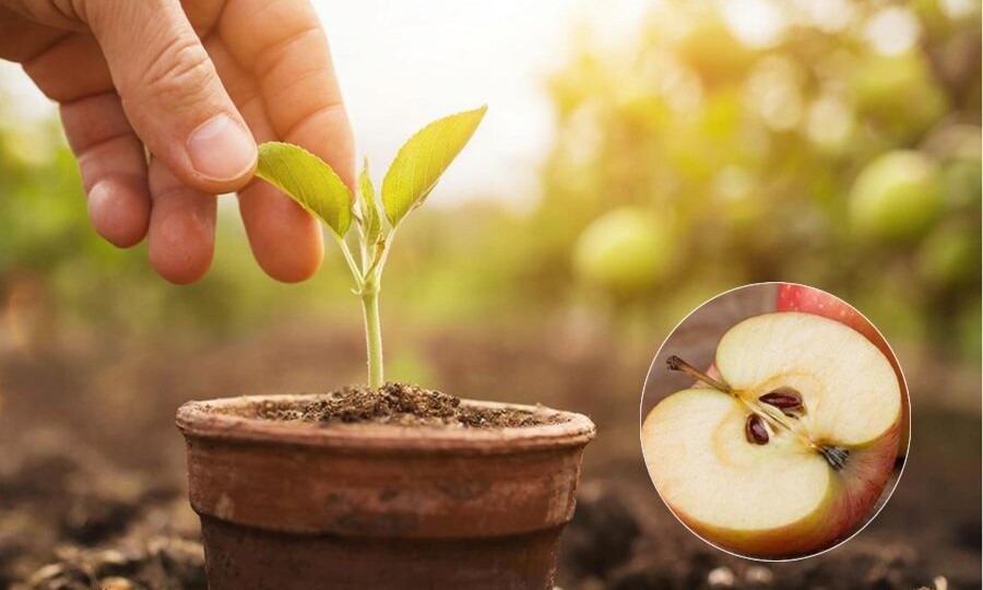 Спрашивали — отвечаем! Как вырастить яблоню из семян за 7 шагов, коротко и основные правила 🌱