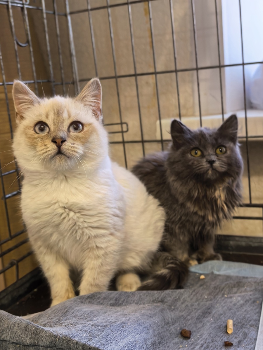 Расцвели. Фото из архива автора