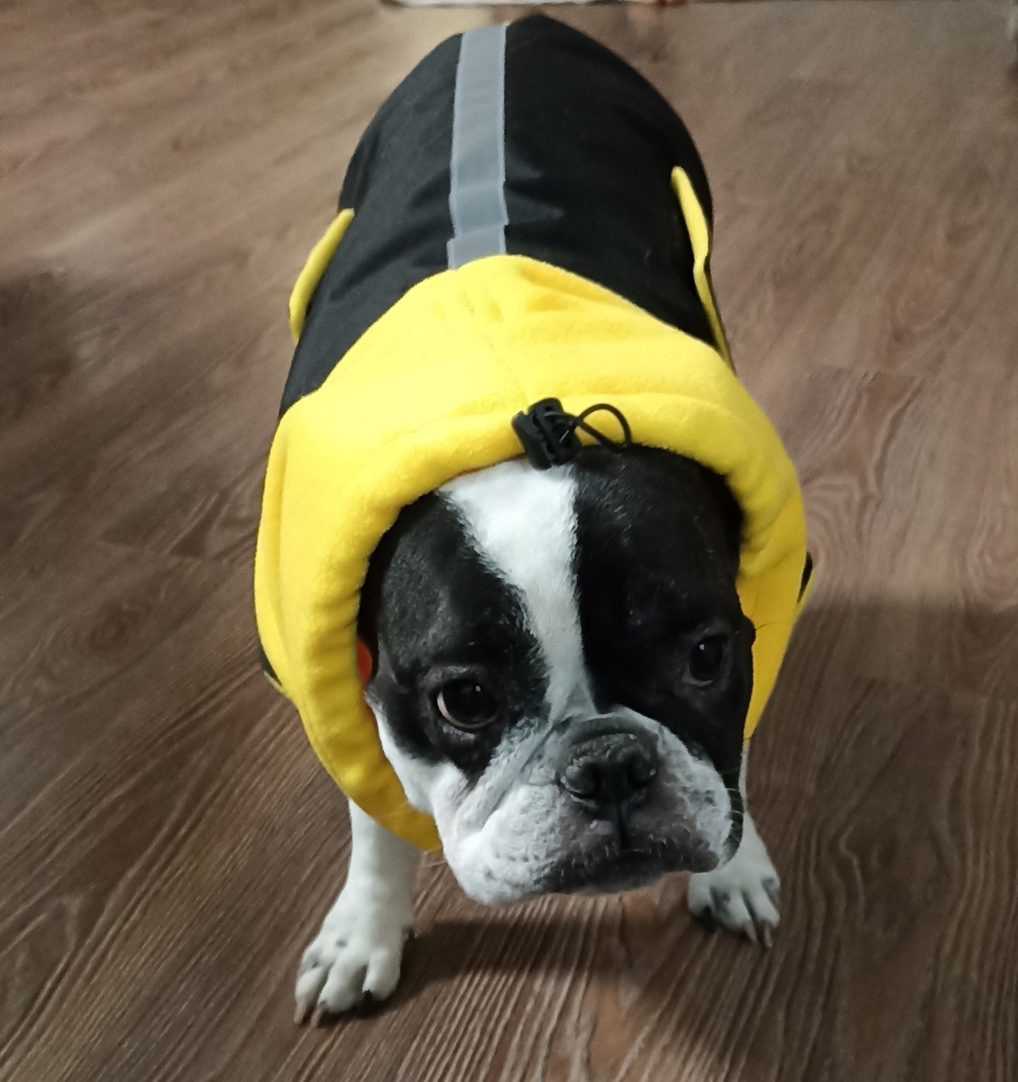 Жалкое зрелище ( всё бульдоги живы и уже почти здоровы) 