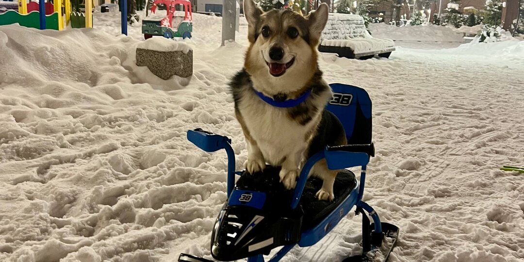 Королевские собаки - пешком не ходят