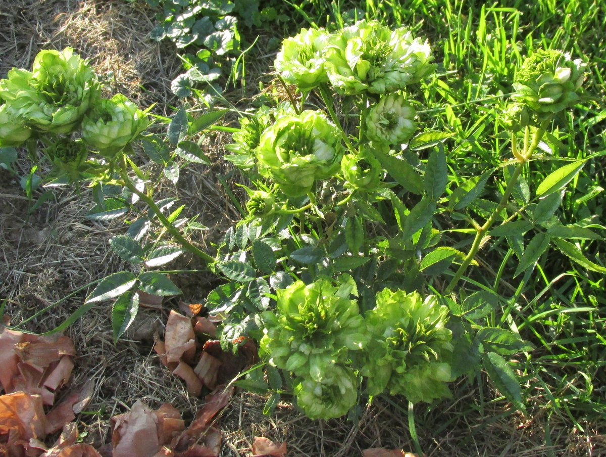 ПРИНЦЕССА МИДОРИ