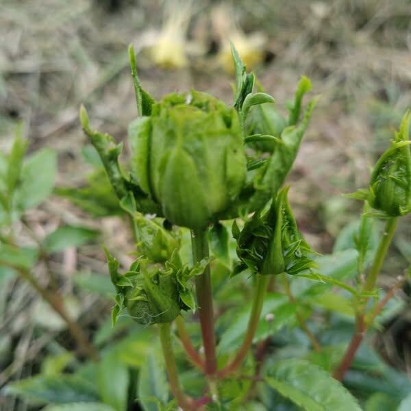 ПРИНЦЕССА МИДОРИ