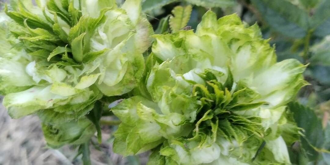 РОЗА ЗЕЛЕНАЯ? ДА!!!