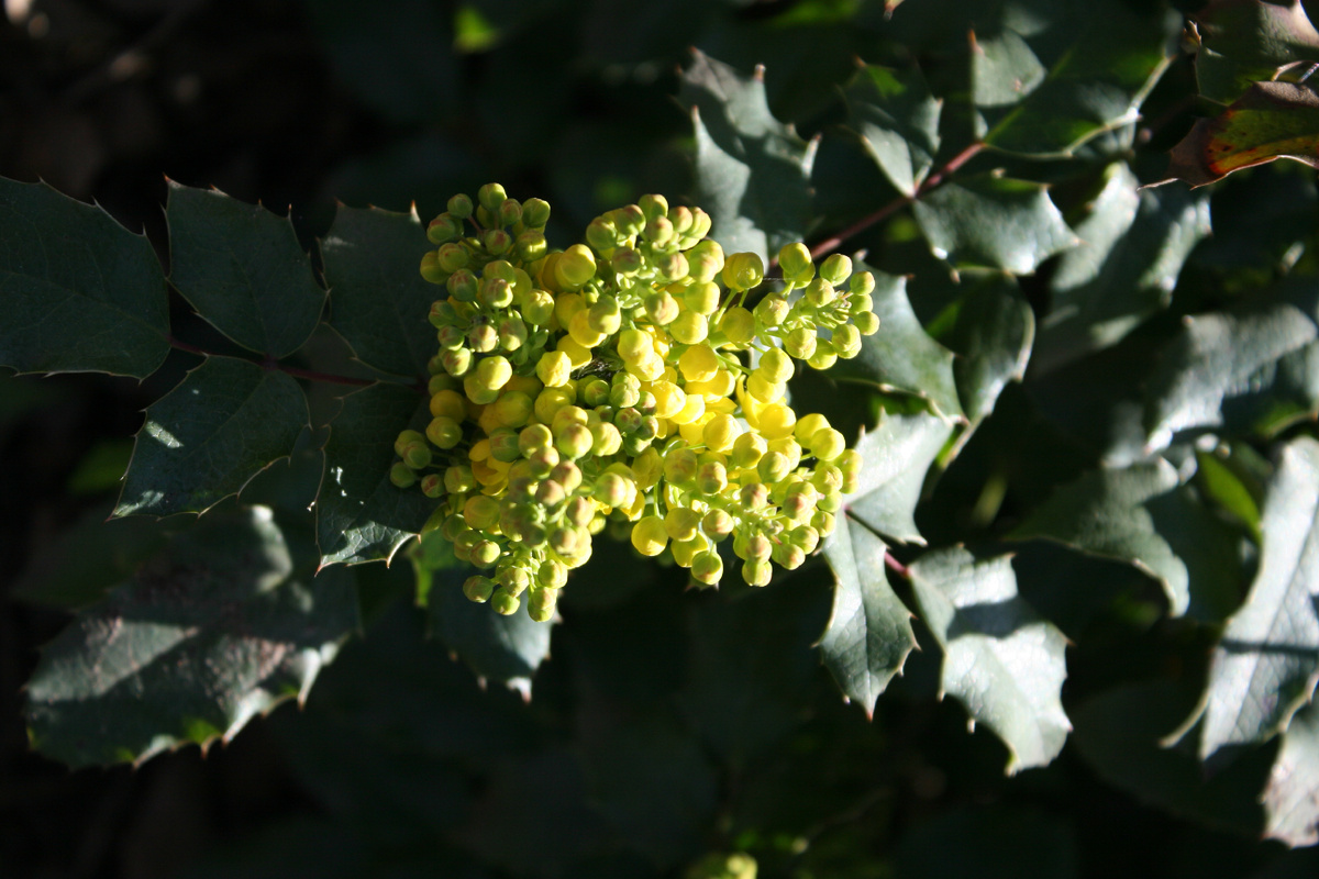 Цветение магонии