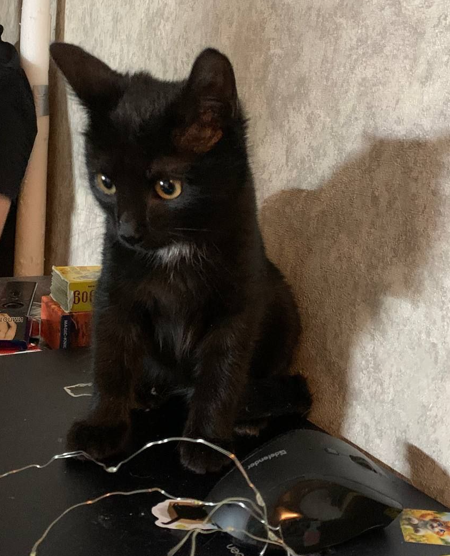 Какой приют? Помню только, как в клетке сидел, а потом раз, и уже на кухонном столе