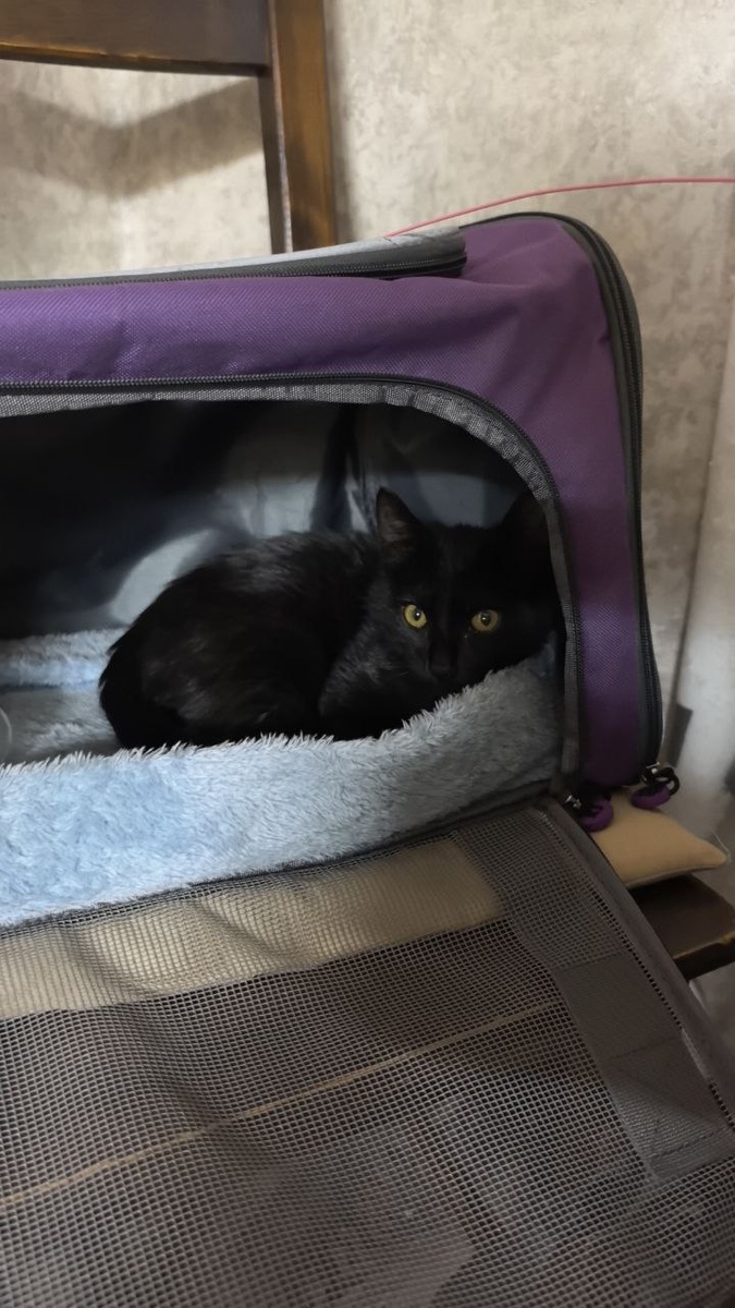 Как всё быстро у меня случилось, а можно всем котикам так по домам разъезжаться?