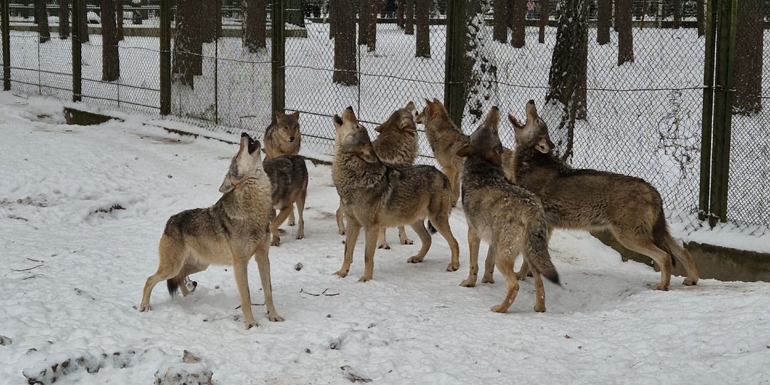 Беларусь 2026 - день 5 ч.2. Беловежская Пуща