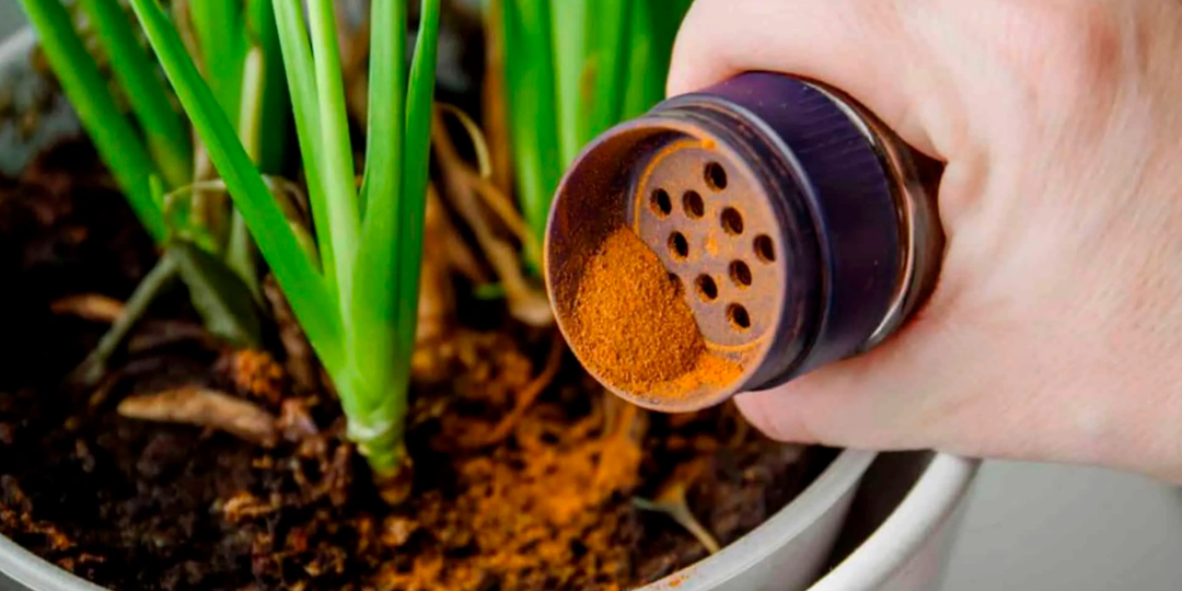 Секреты пышного роста: как правильно подобрать удобрения для комнатных растений в январе