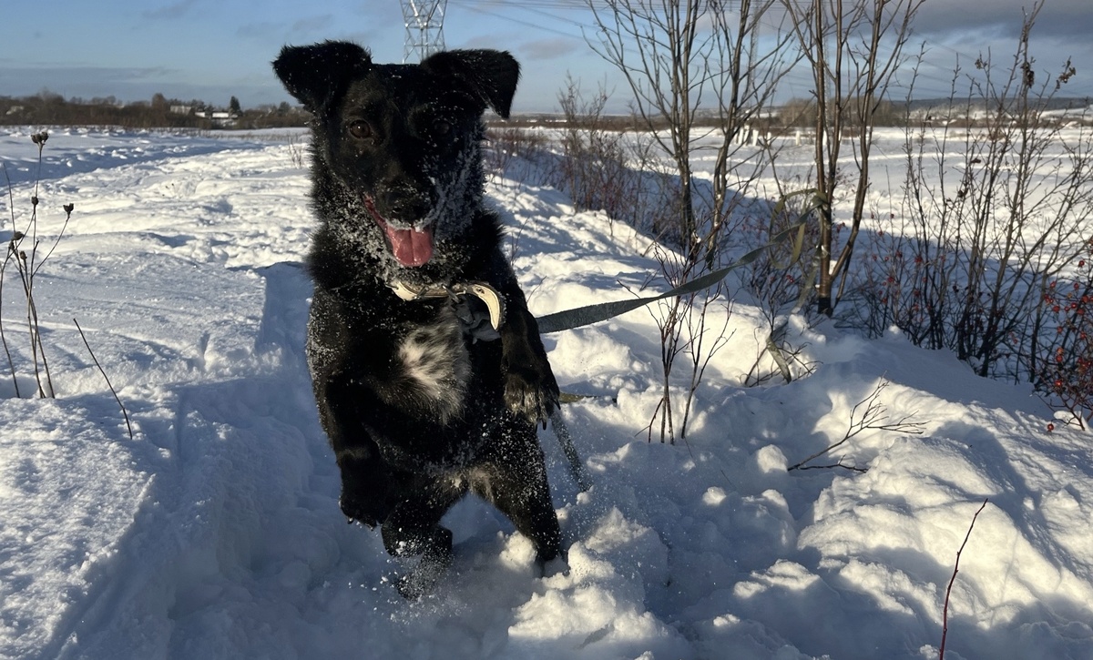 Одна из последних прогулок Элис в приюте 
