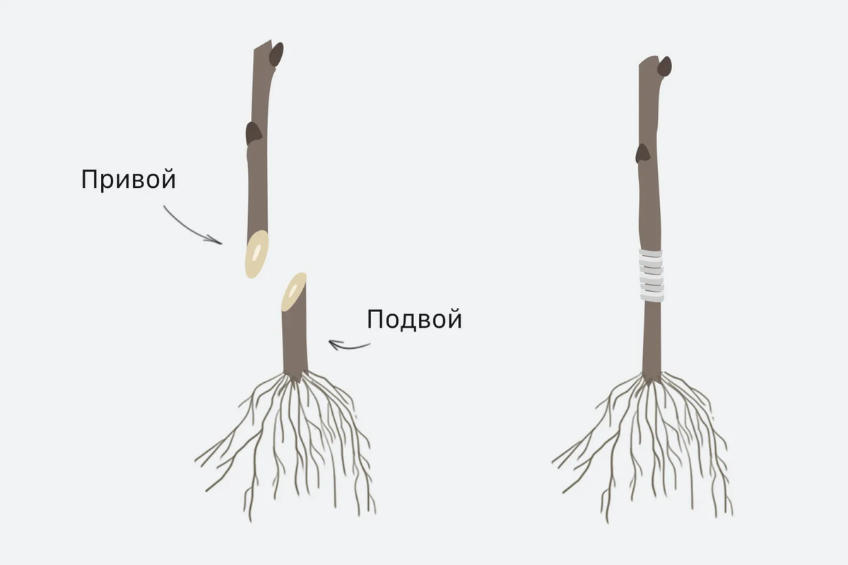 Наглядное представление подвоя и привоя