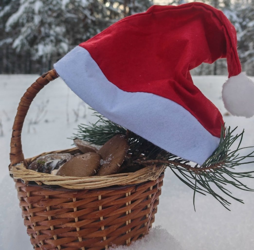     Фото: Юлия Перова (ВК "Воронежские грибники")