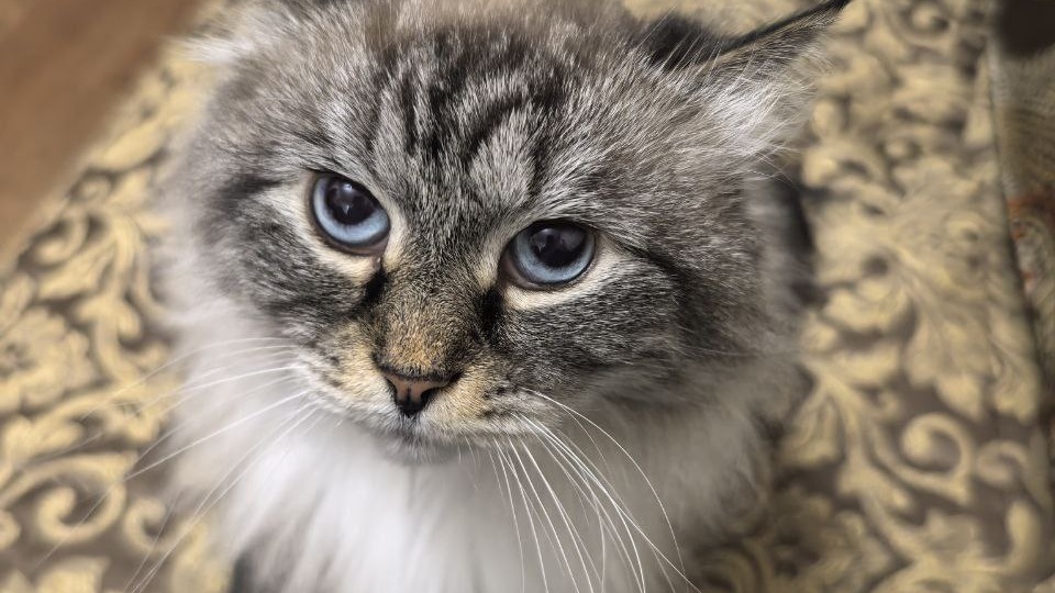 🆘НУЖНА СРОЧНАЯ ПОМОЩЬ ! БЕДА!