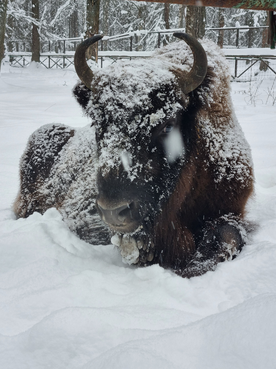 Зубр девочка-подросток 