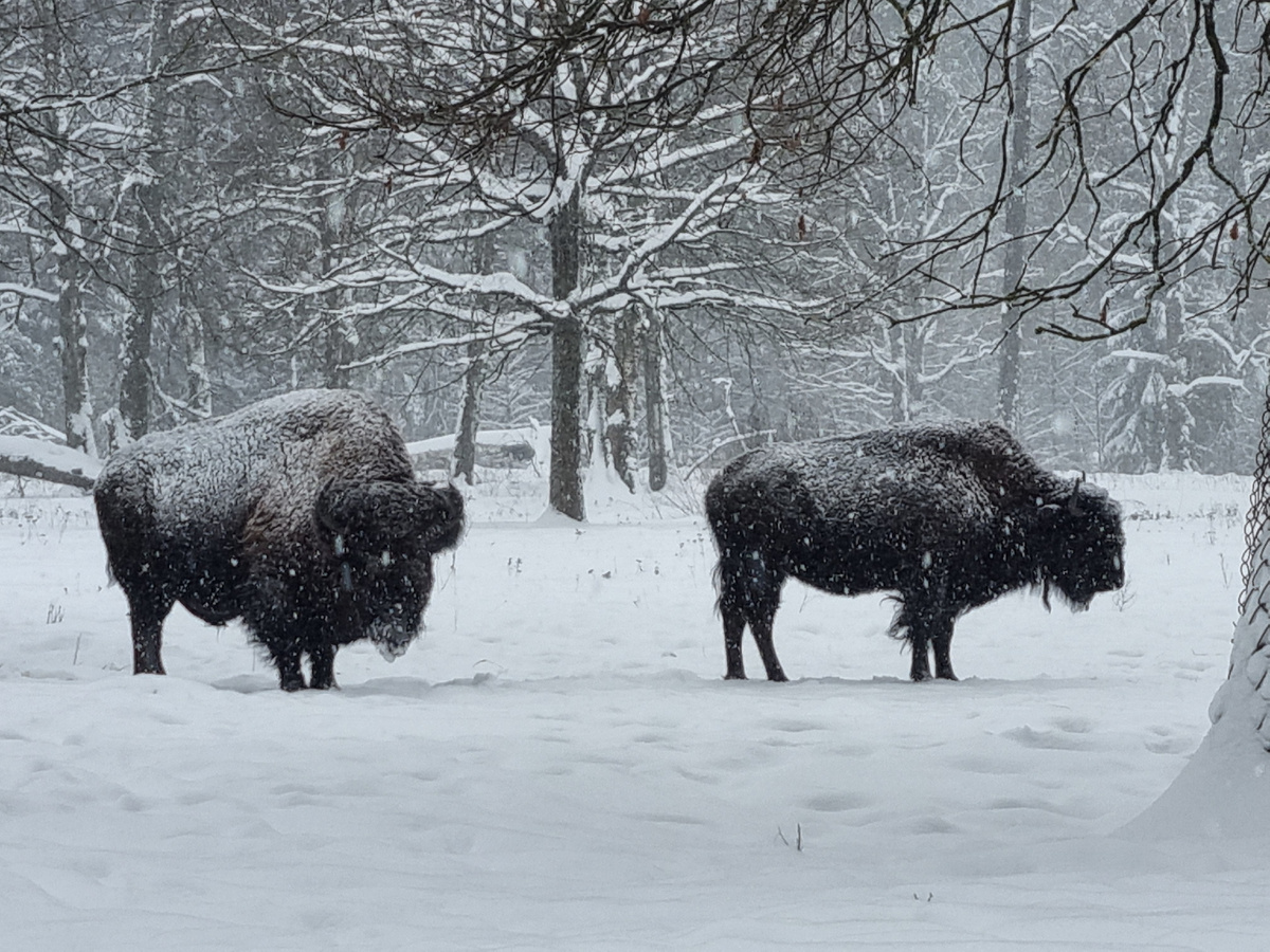 Бизоны, самец и самочка 