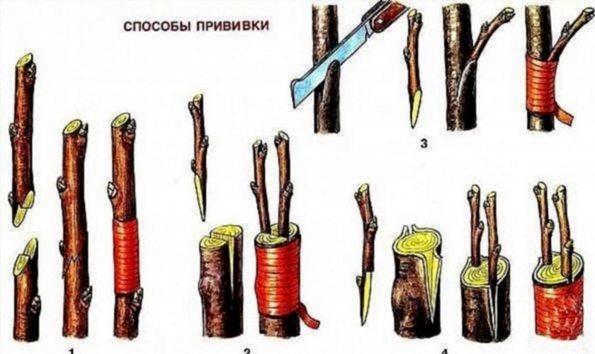 На фото прдставлены способы прививки вишни. Фото взято из интернета