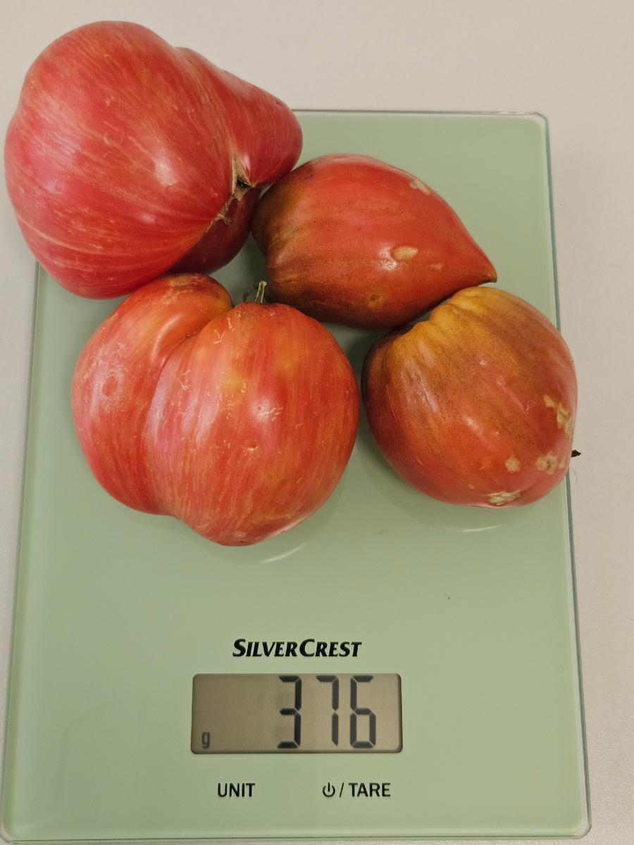 Сорт "Дробленое сердце"