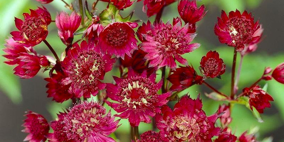 11 растений, которые обожают тень и почти не требуют внимания. Создают райский уголок там, где ничего не растет