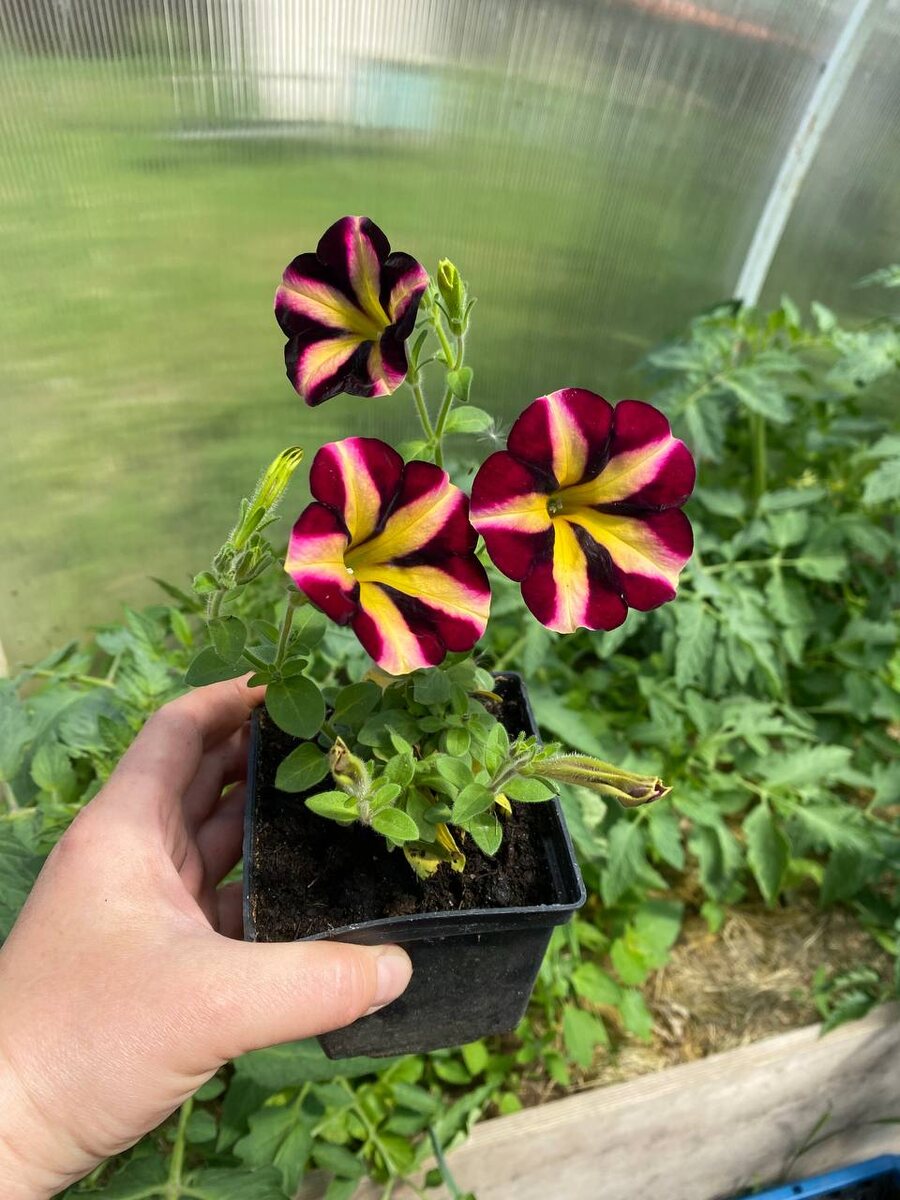 Саженец вегетативной петунии Аморе Фиеста, фото автора