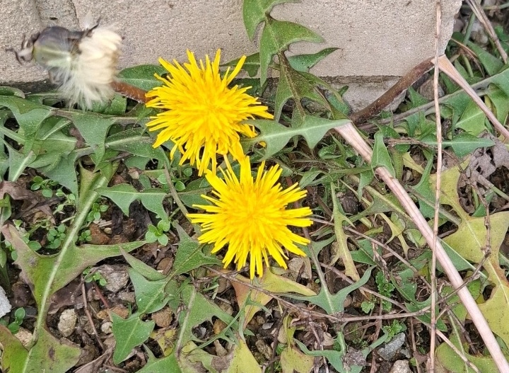 Рождественские одуванчики 