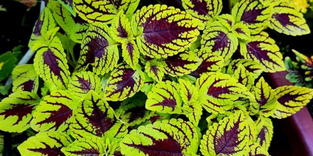 Сеем цветы на рассаду в январе 2026 года: какие цветы посеять, способ посева семян цветов на рассаду