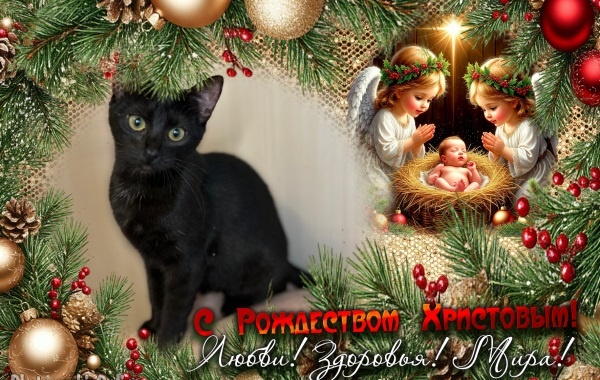 Лина поздравляет все вас с Рождеством! 🙏✨🎄