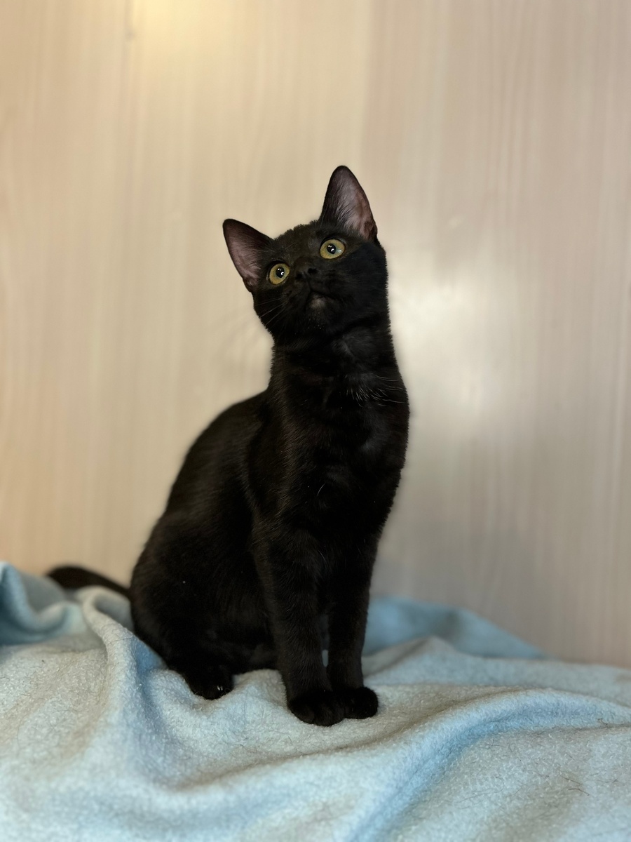 Лина очень нежная, ласковая, игривая кошечка 😽