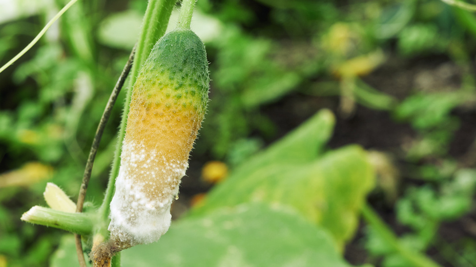 Разница в устойчивости к болезням налицо