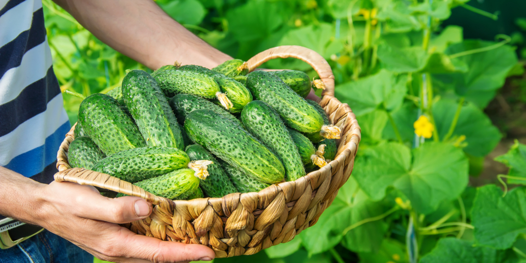 Выращиваю 5 надежных огурцов из 73 испытанных. Стабильный урожай много лет