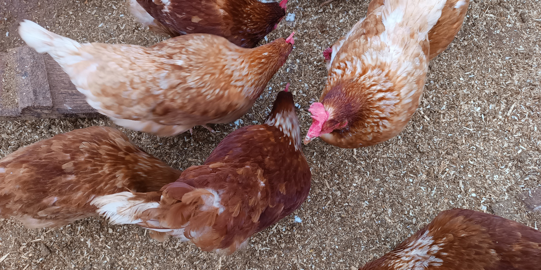 Содержание кур несушек зимой.