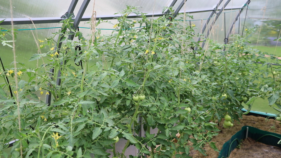 Система тестирования: каждый сорт получает честную оценку за три года