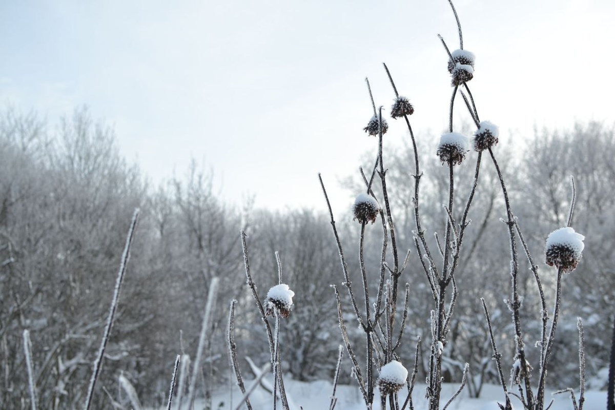 Леонотис пустырниковый - однолетник, который меня удивляет даже зимой. Несколько фотографий, листайте
