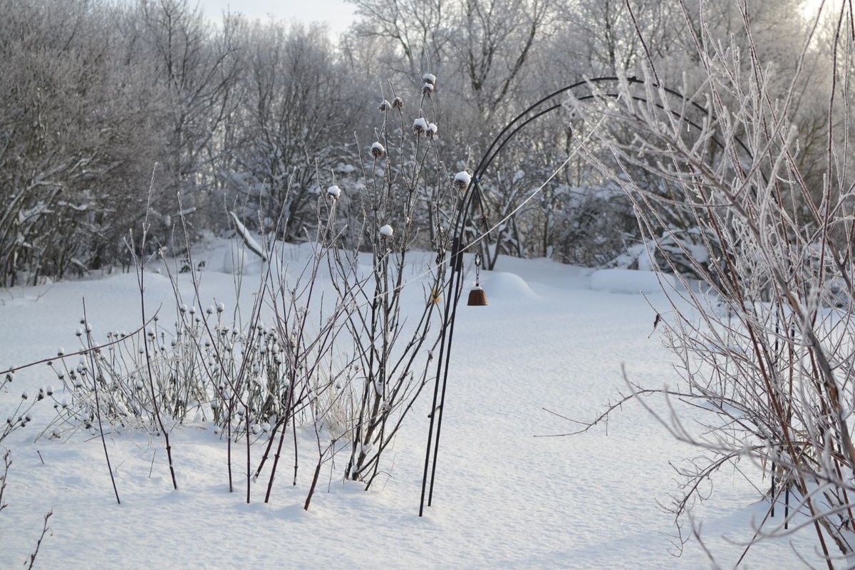 Леонотис слева от арки. 