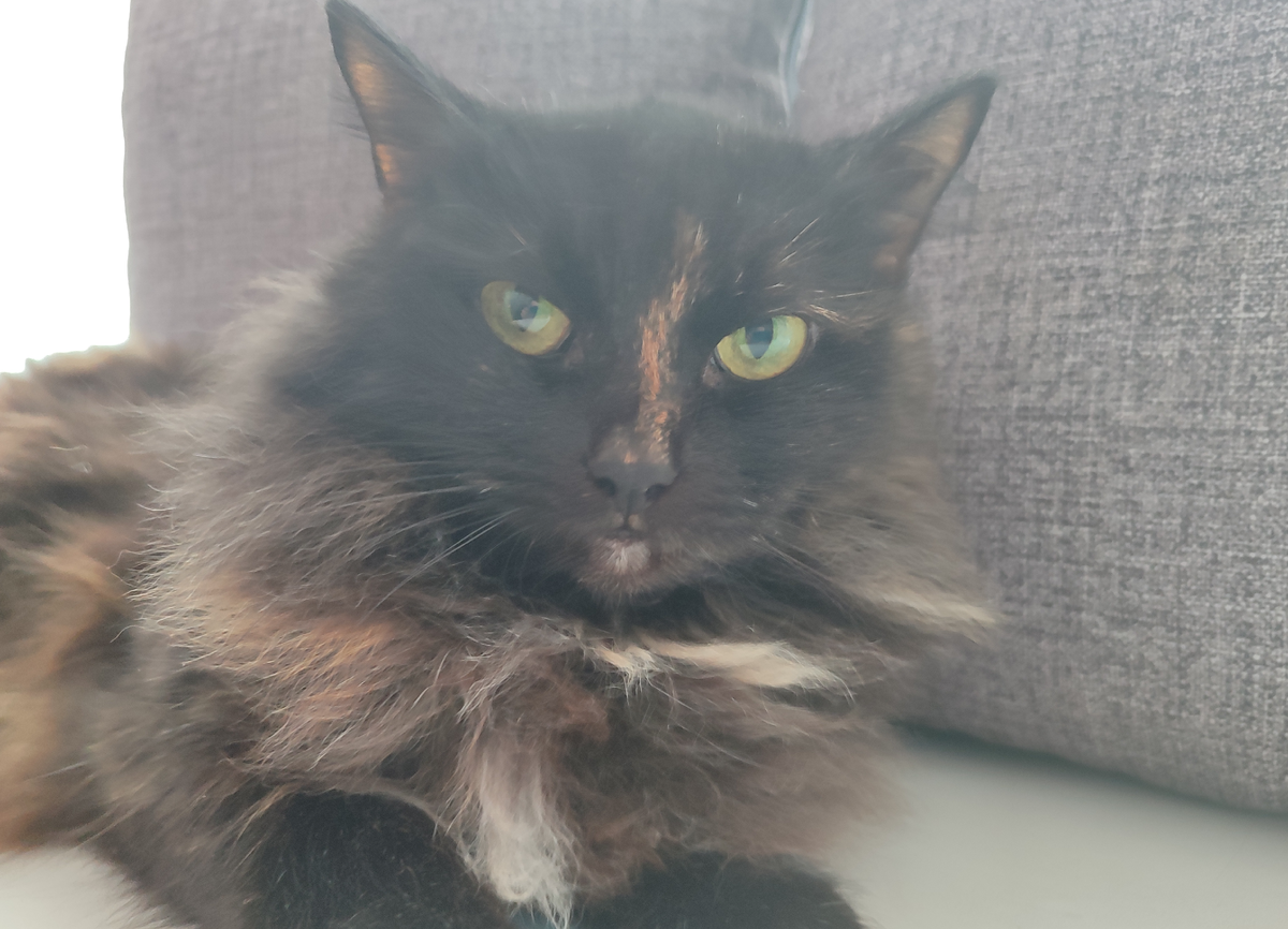 Моя кошка Ксюша-красотка!