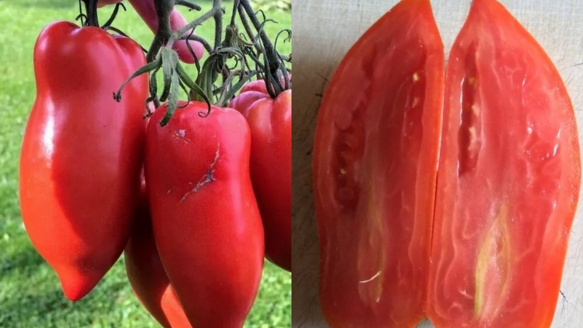 Результат за 400 рублей - плод Корнабеля