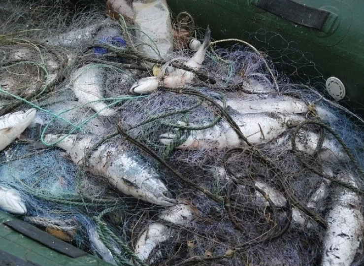 Сахалинцы поплатились за сети: 15 сим и штраф по 100 тысяч