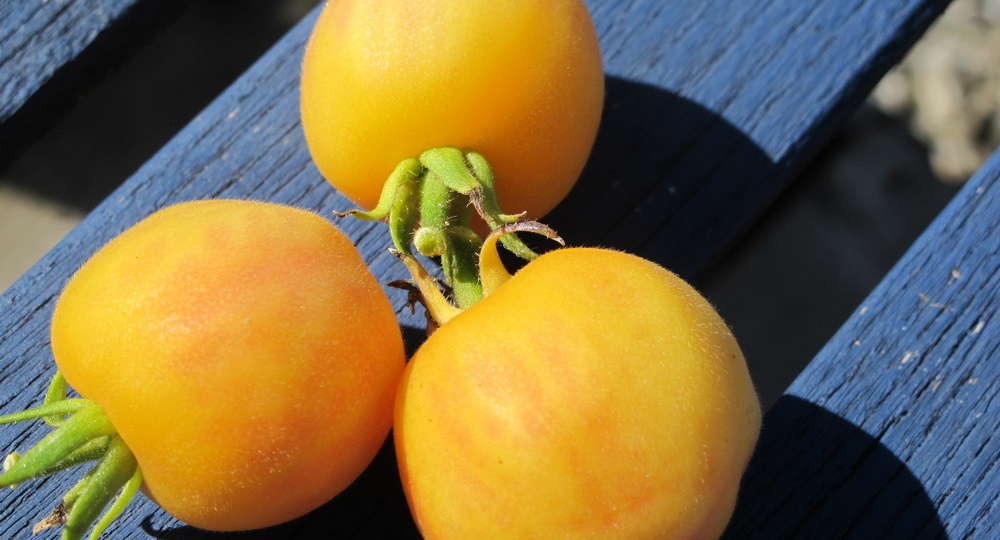 Удивляются все, кто выращивал эти сорта помидоров