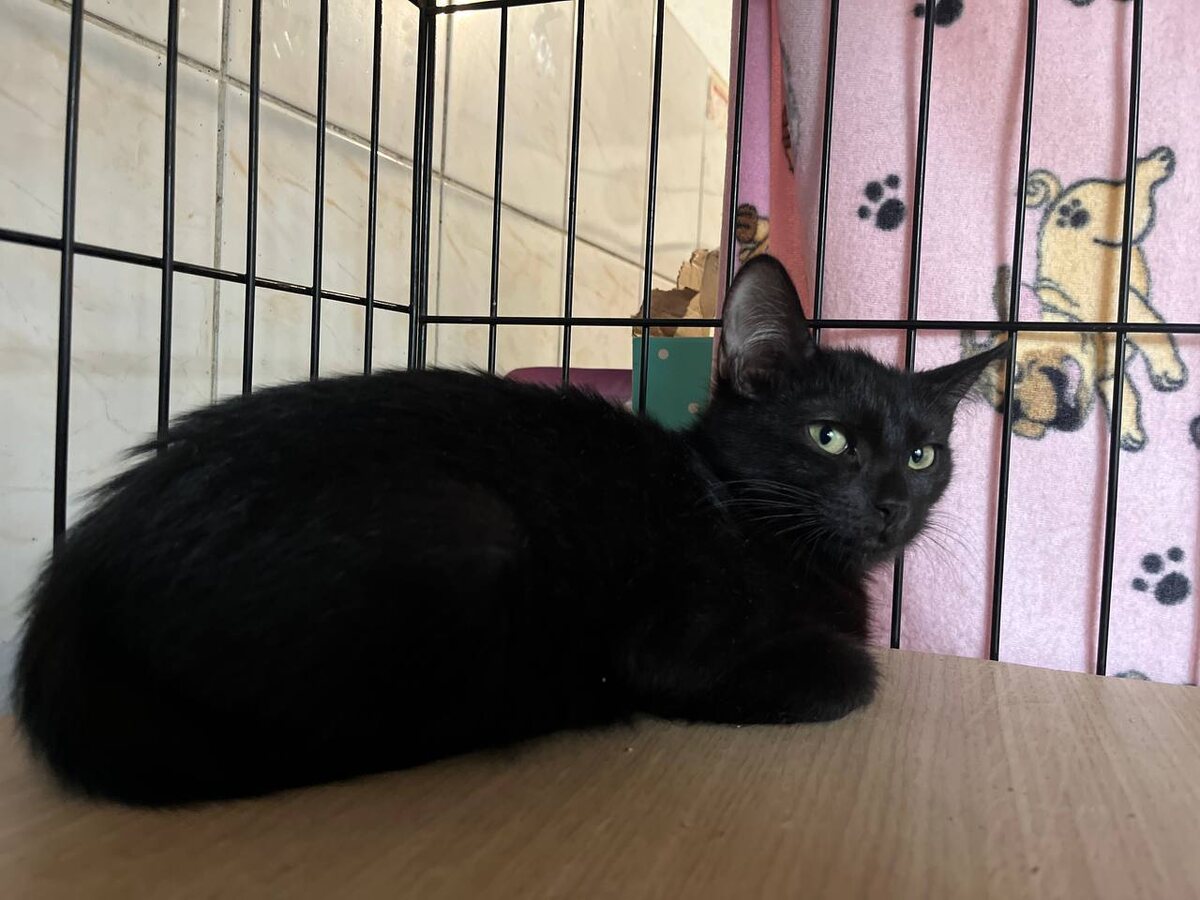 Шиповник что-то знает)