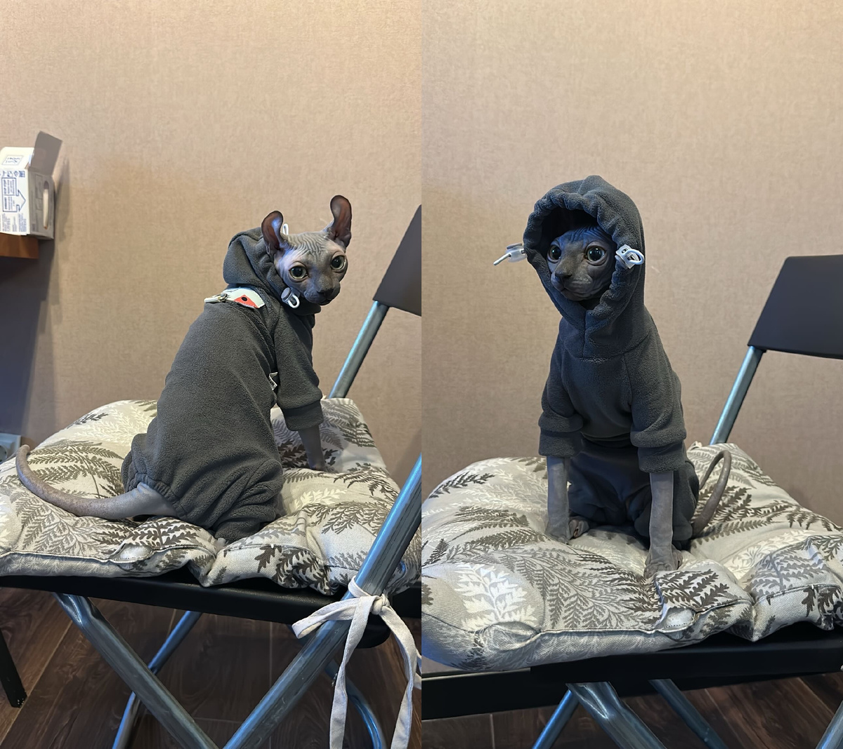 Одежда надевается перед выходом на улицу или если в квартире внезапно похолодало. Однако по фото/видео люди могут думать, что кошка вынуждена постоянно так ходить