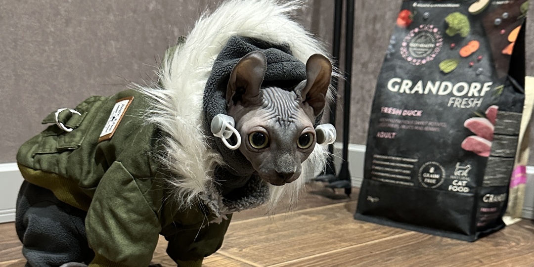 Одежда для сфинкса: забота или насилие? Разбор с точки зрения физиологии и этики