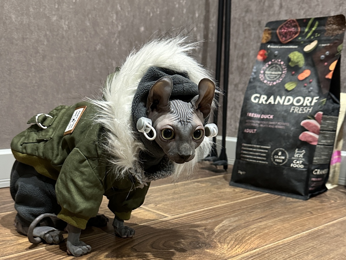 Причины, по которым мы одеваем своего сфинкса. Их несколько. И ни одна из них — «потому что мило»