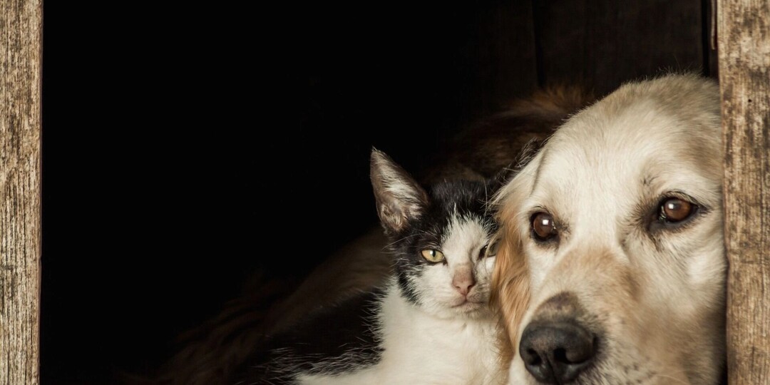 Невероятную историю дружбы брошенных кота и пса рассказали жители Хабаровского края